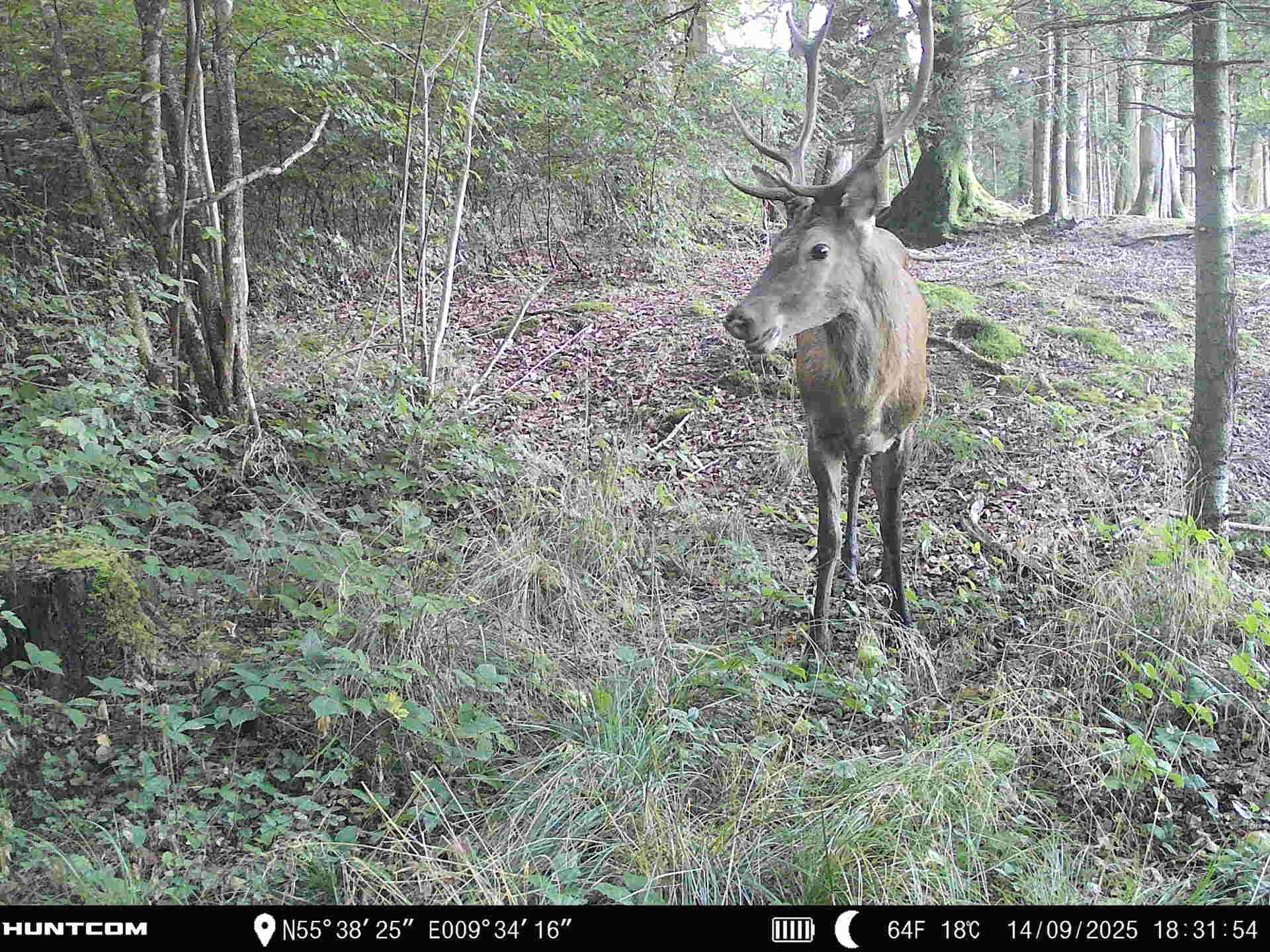 Fremhævet  billede i fuldskærmstilstand. Billede af Brandtlundvej 102, Skærup, 7080 Børkop