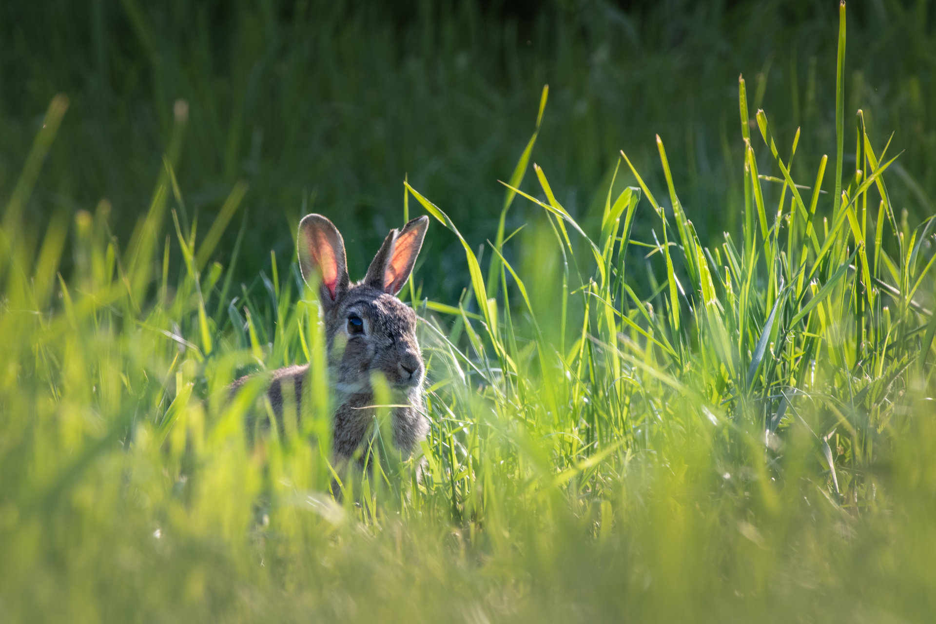 Landejendom på Bonderup Vestergade 3, Bonderup, 9690 Fjerritslev