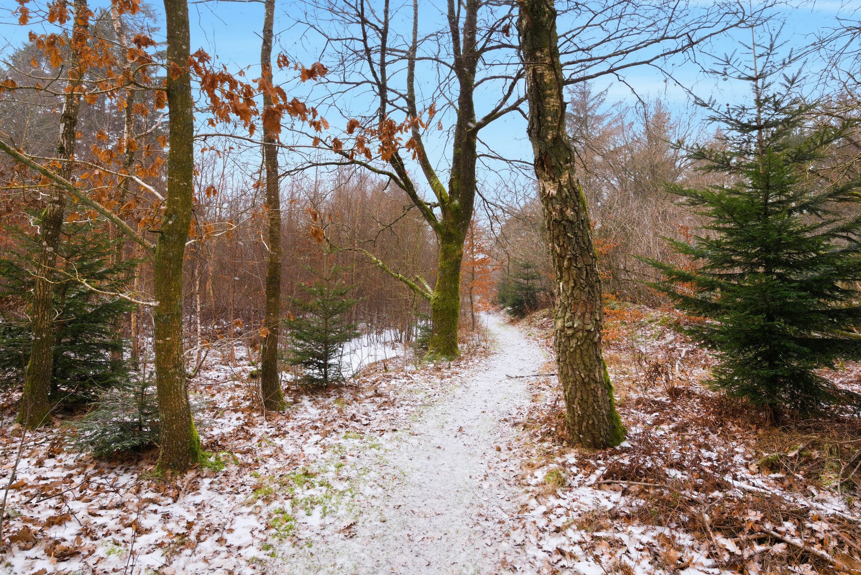 Fremhævet udenomsarealer billede i fuldskærmstilstand. Billede af Skorkærvej 2, Staby, 6990 Ulfborg