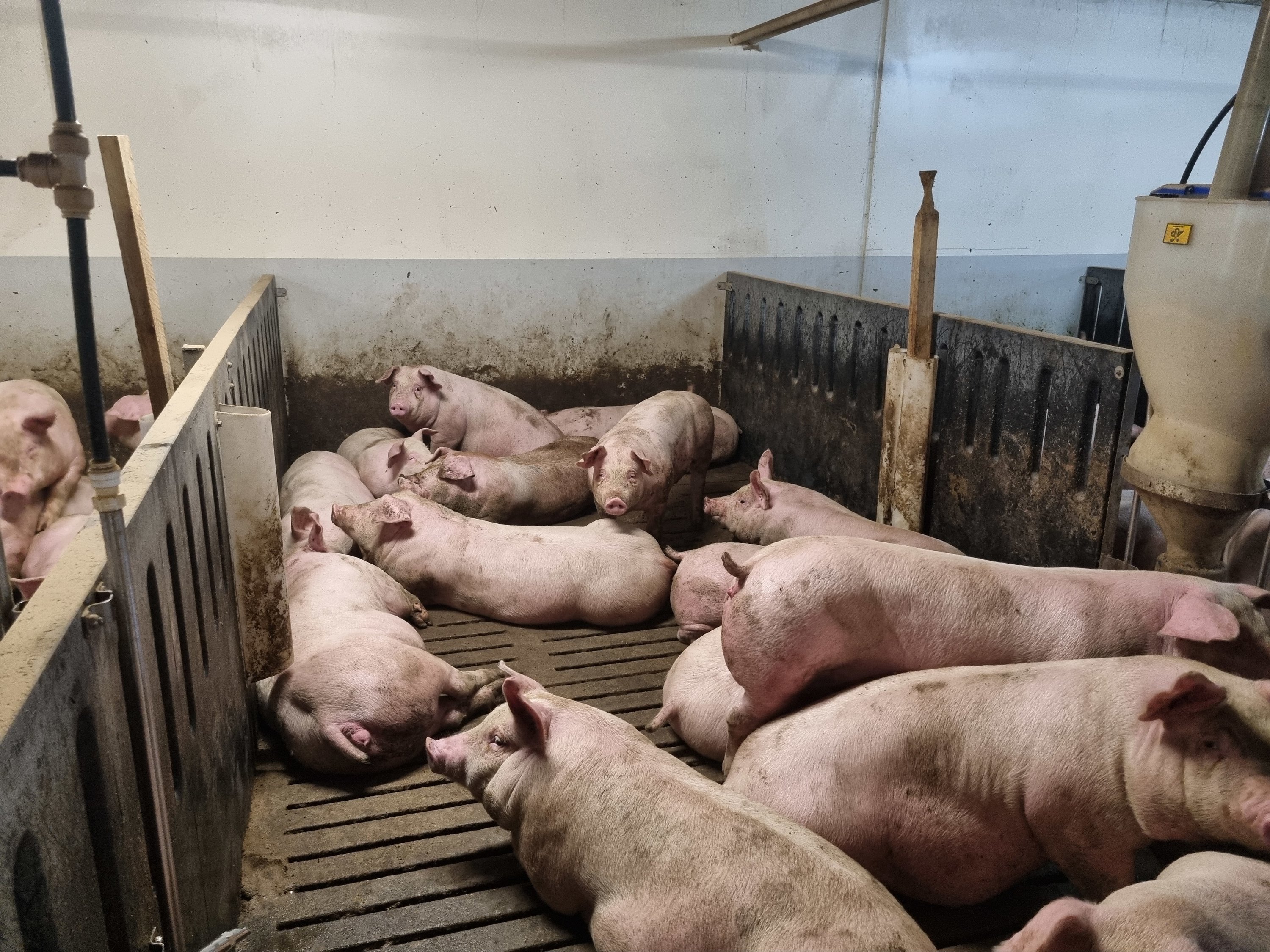 Fremhævet  billede i fuldskærmstilstand. Billede af Vinderslevholmvej 44, Vinderslev, 8620 Kjellerup