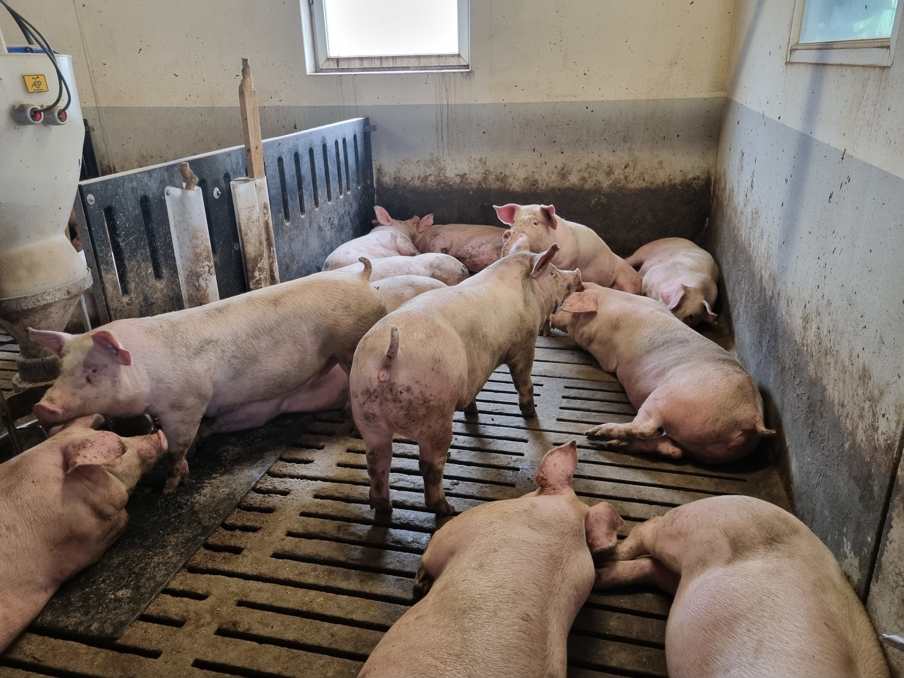 Fremhævet  billede i fuldskærmstilstand. Billede af Vinderslevholmvej 44, Vinderslev, 8620 Kjellerup