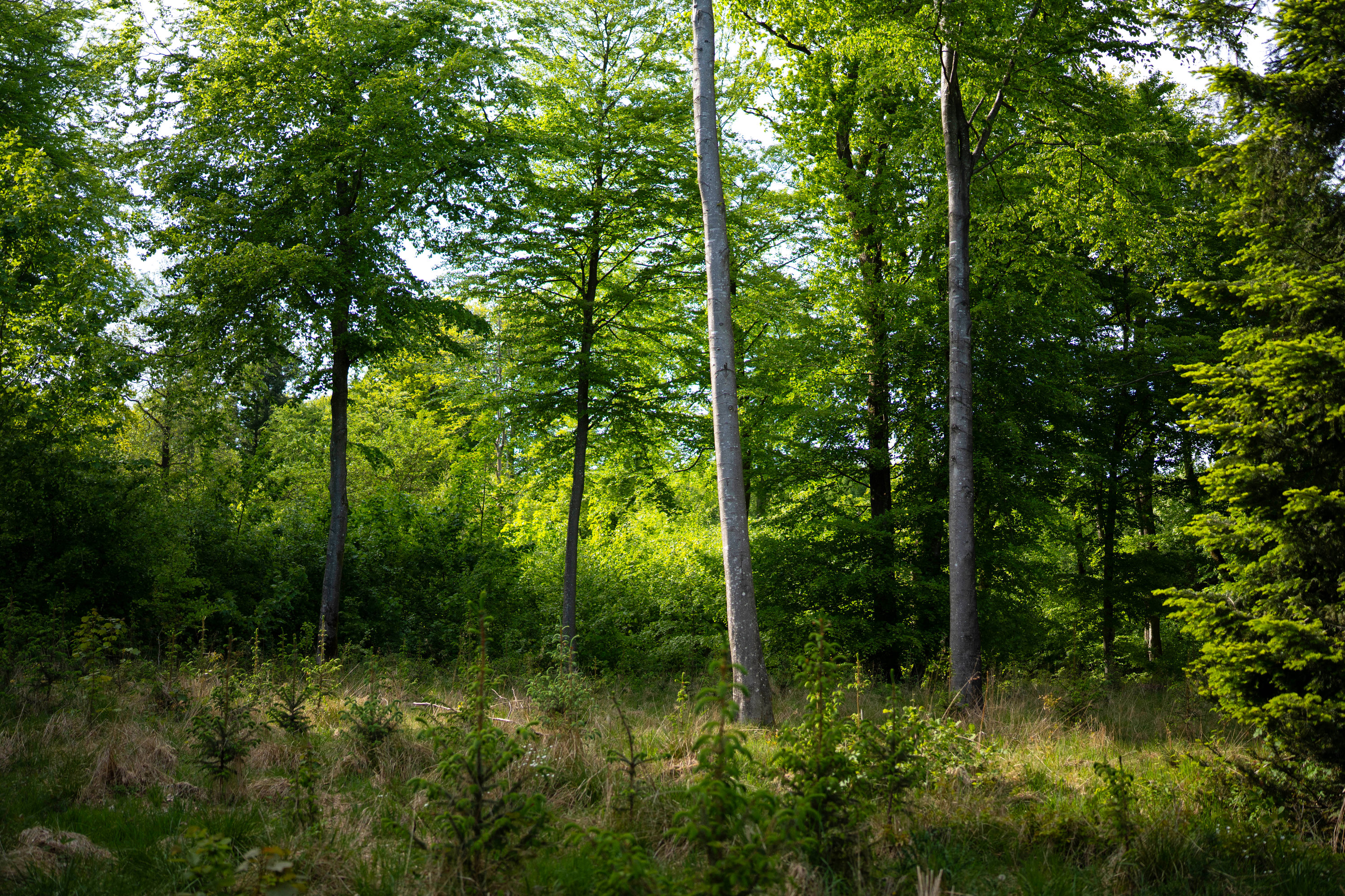 Fremhævet  billede i fuldskærmstilstand. Billede af Brandtlundvej 102, Skærup, 7080 Børkop