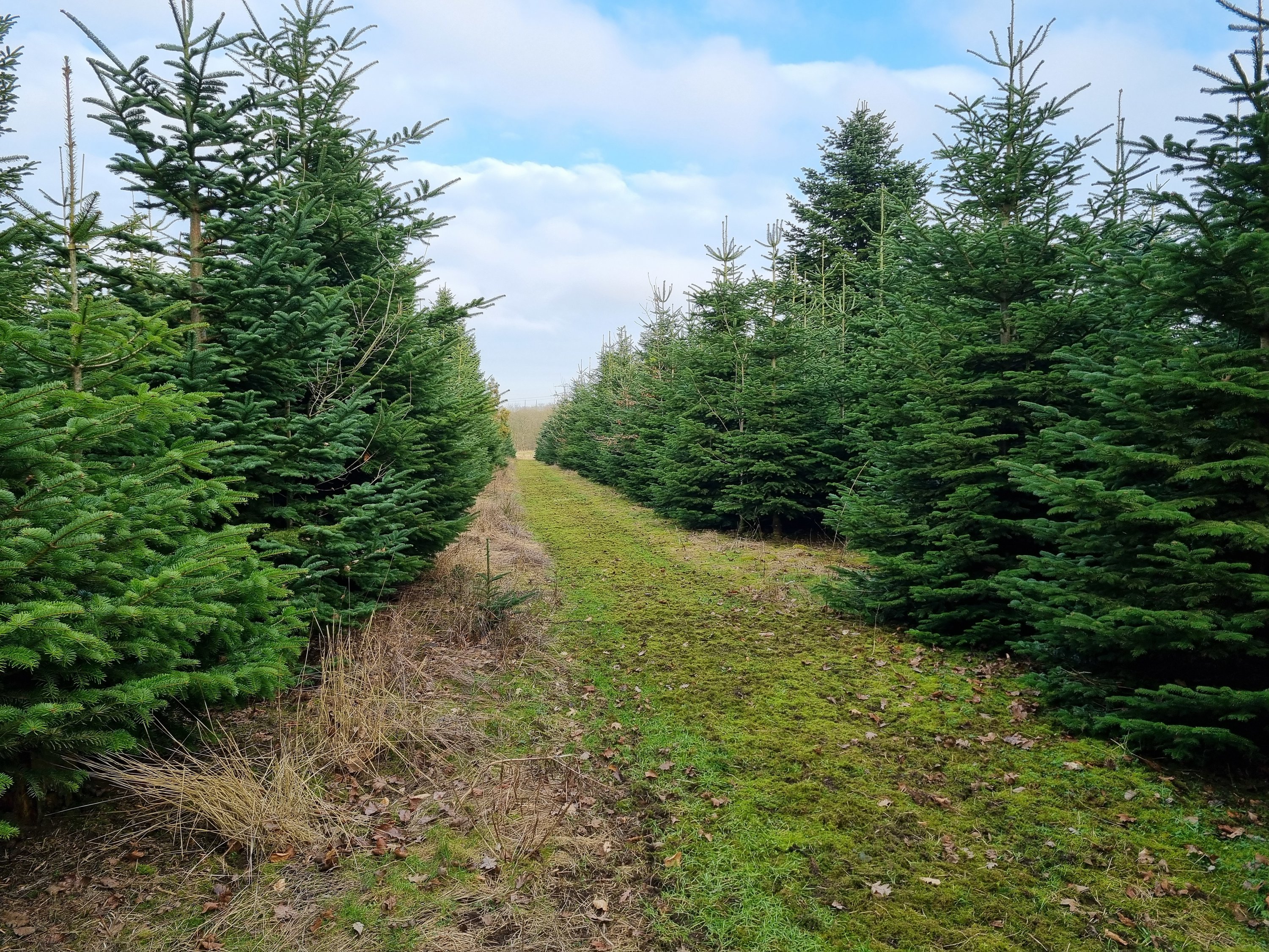 Fremhævet  billede i fuldskærmstilstand. Billede af Erbækvej 21, 8380 Trige