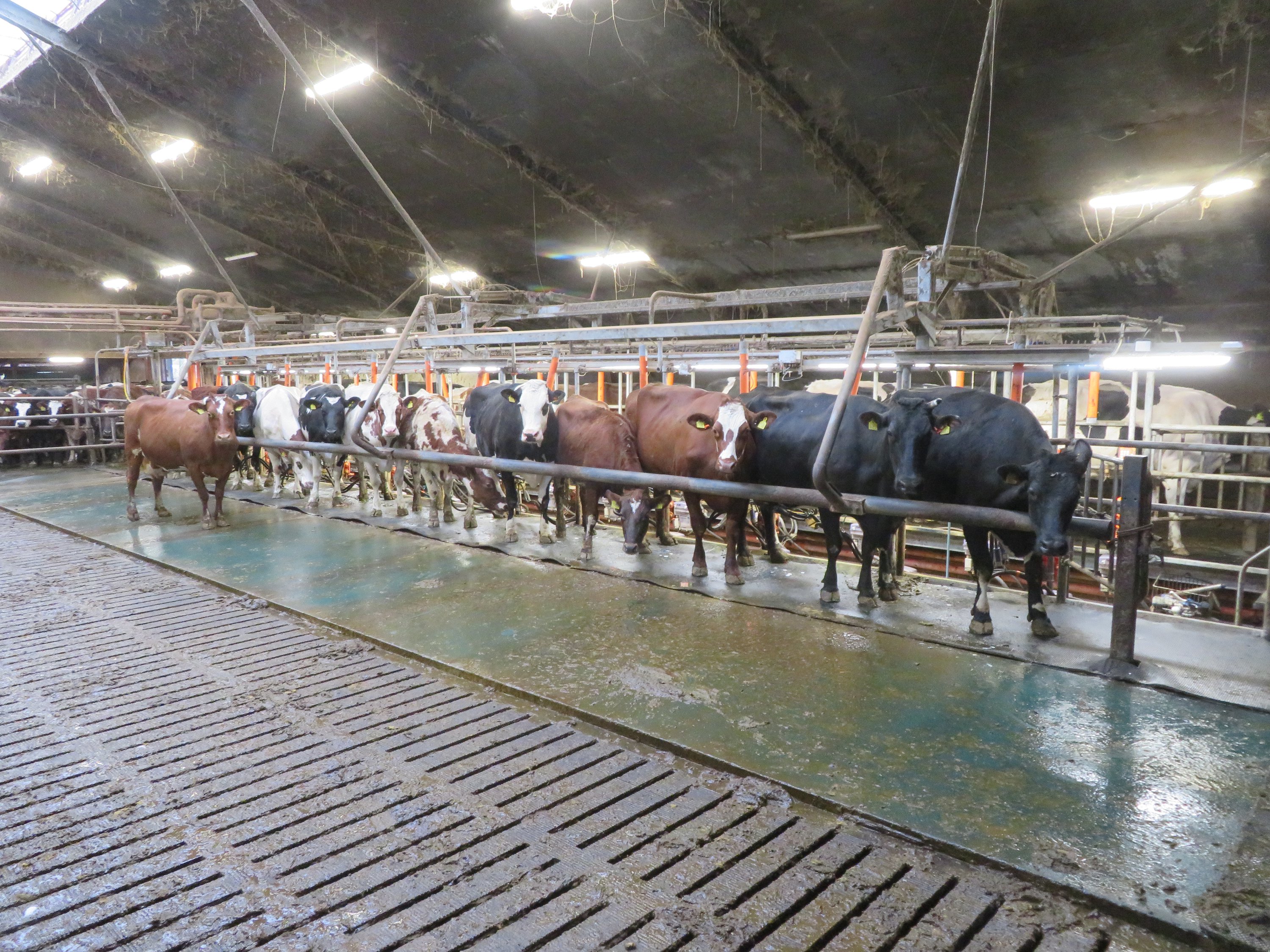 Fremhævet  billede i fuldskærmstilstand. Billede af Fjelstedvej 29, Svenstrup, 9550 Mariager