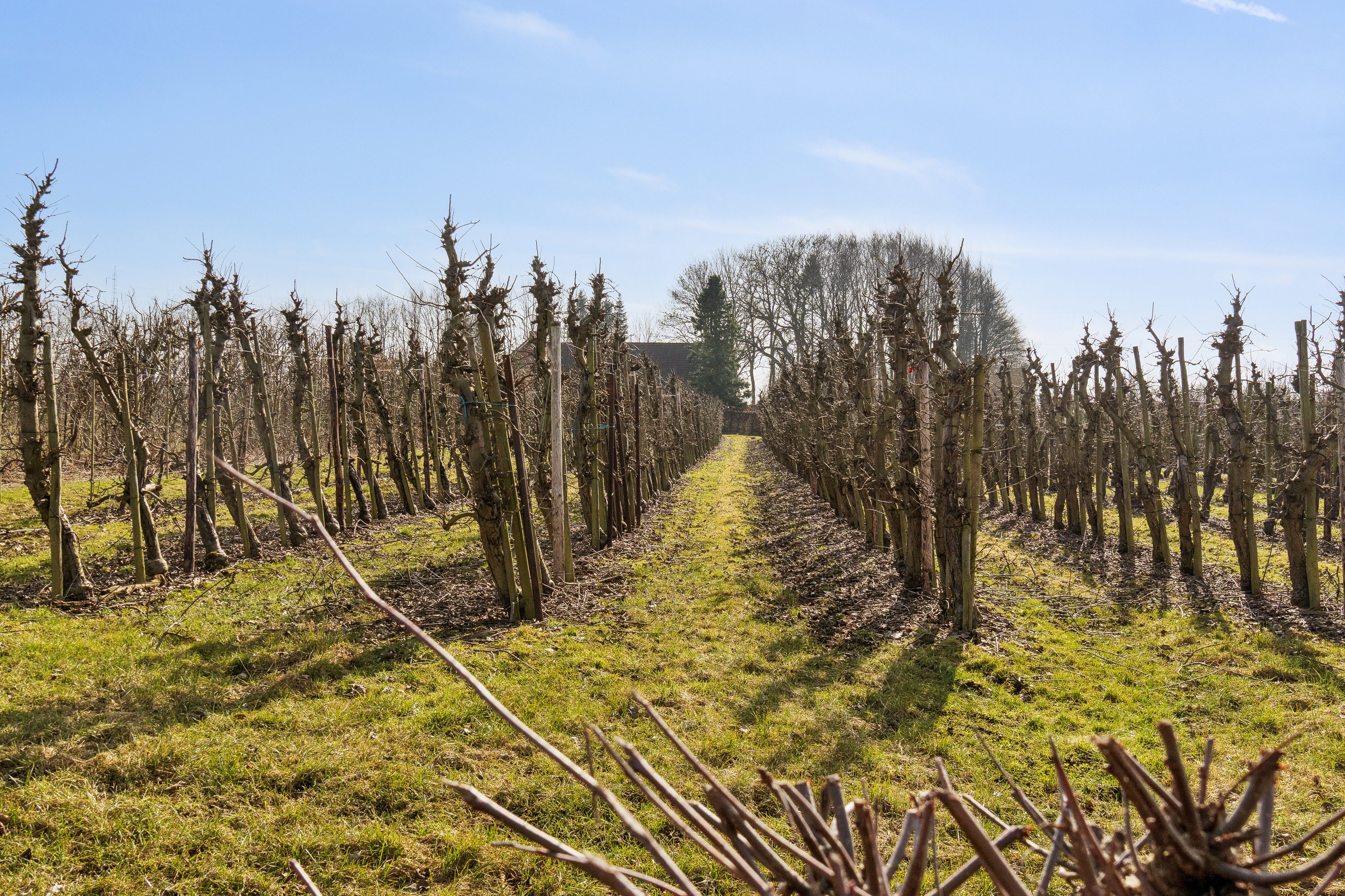 Fremhævet frugtplantage billede i fuldskærmstilstand. Billede af Præstemarken 6, Nr Broby, 5672 Broby