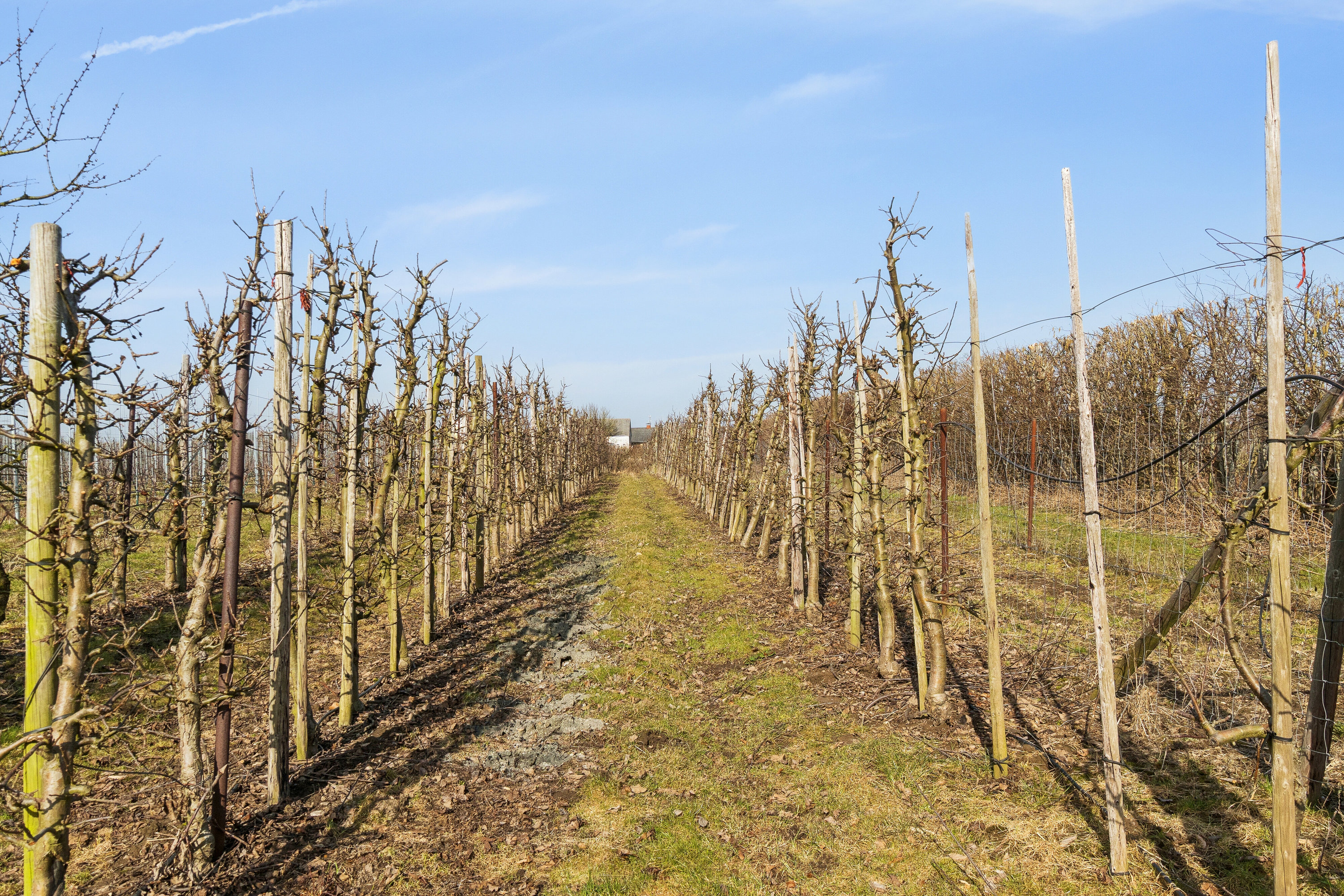 Fremhævet frugtplantagen billede i fuldskærmstilstand. Billede af Præstemarken 6, Nr Broby, 5672 Broby