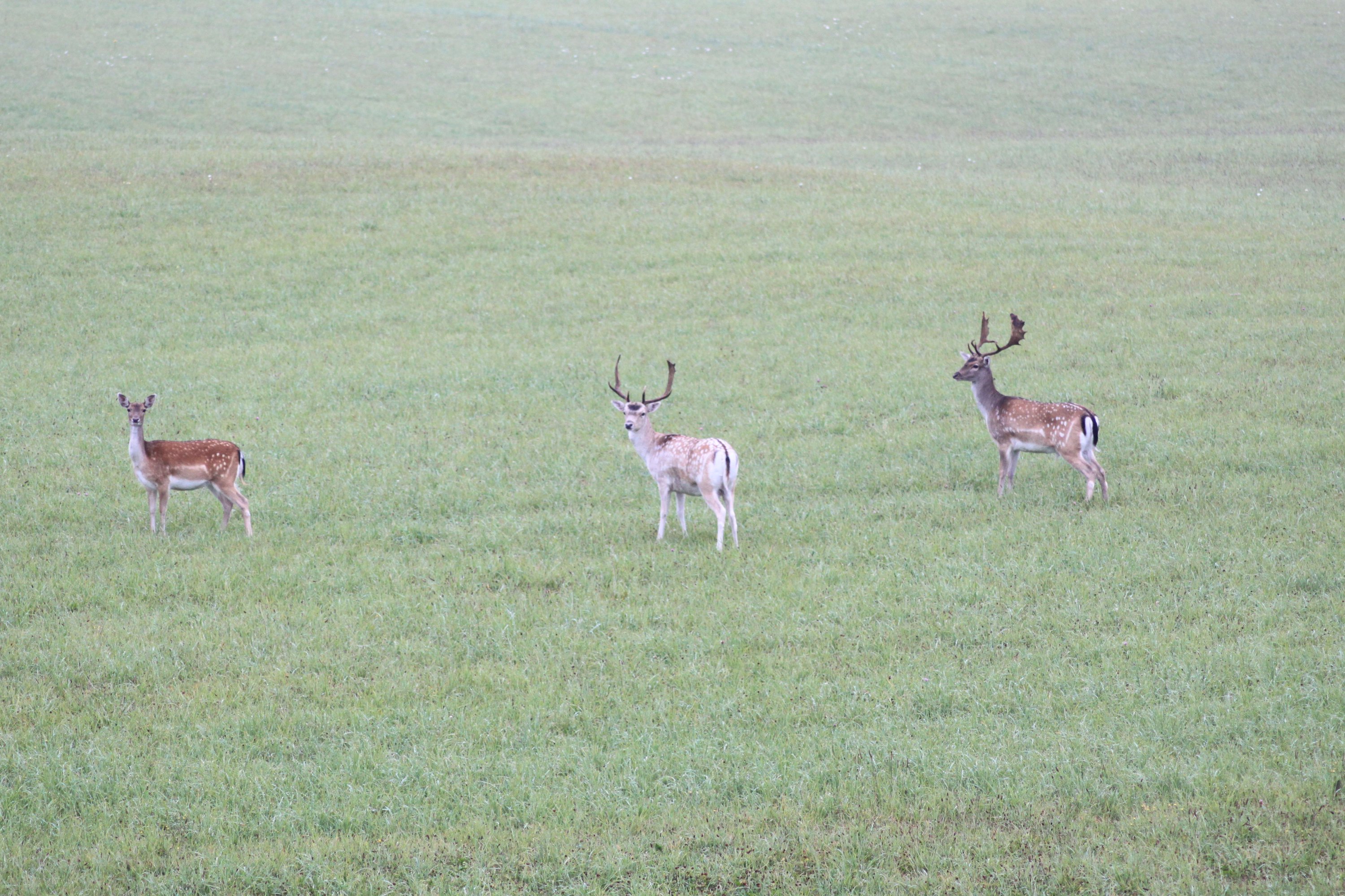 Fremhævet  billede i fuldskærmstilstand. Billede af Ravnholtvej 5 udstykning, Knudstrup, 8620 Kjellerup