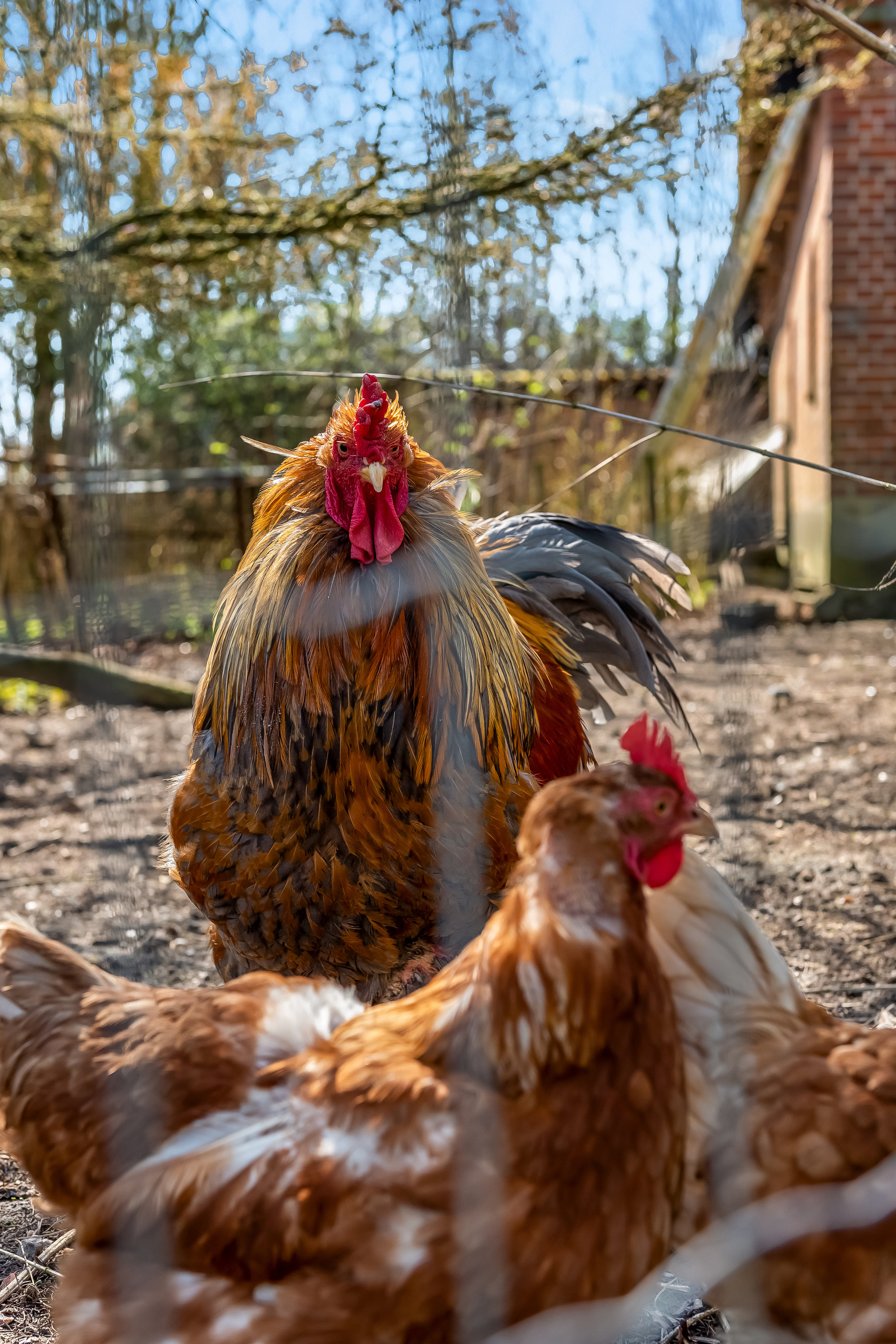 Fremhævet  billede i fuldskærmstilstand. Billede af Svendshedevej 11, Svendshede, 7830 Vinderup