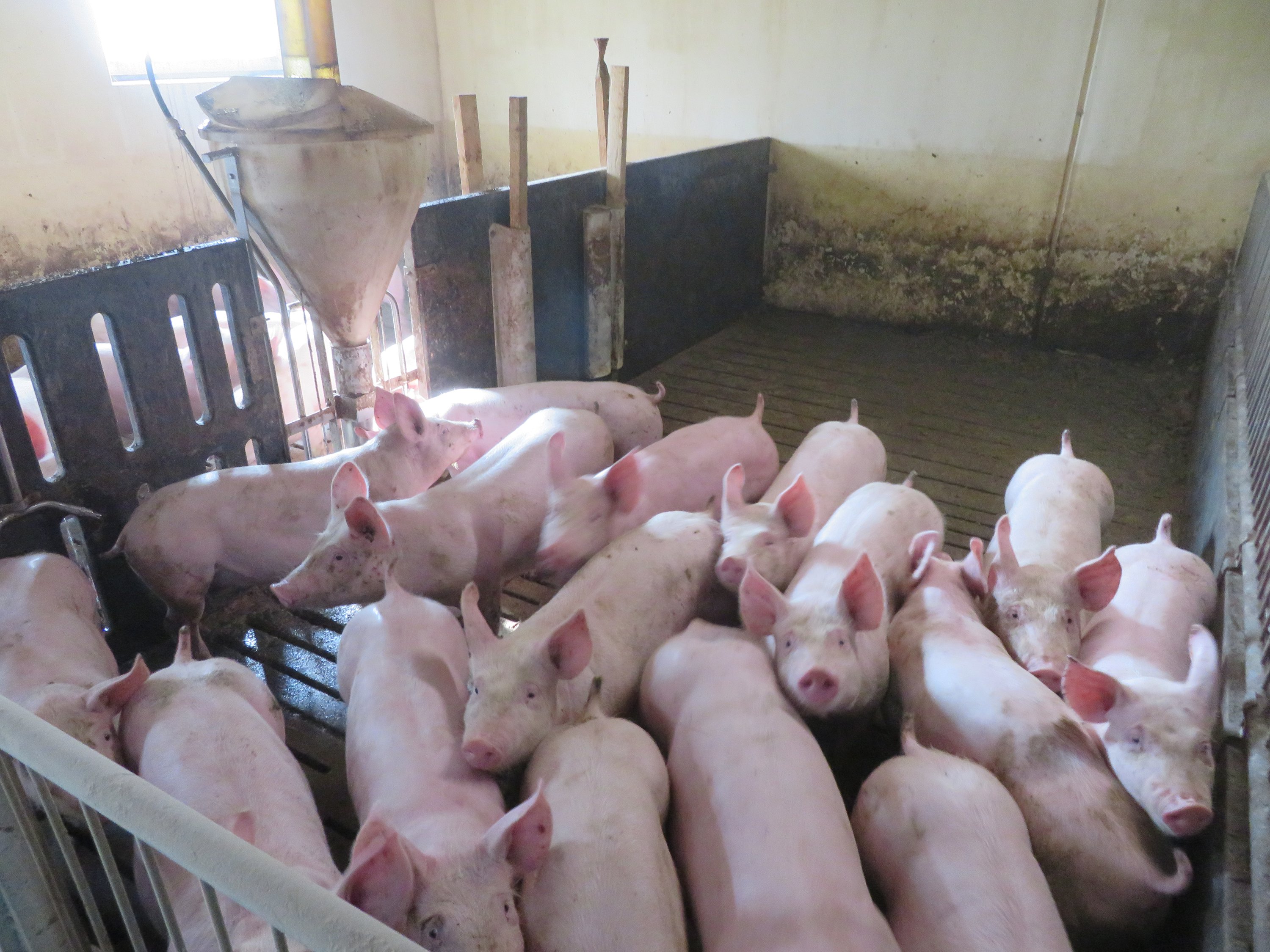 Fremhævet  billede i fuldskærmstilstand. Billede af Vinderslevholmvej 44, Vinderslev, 8620 Kjellerup