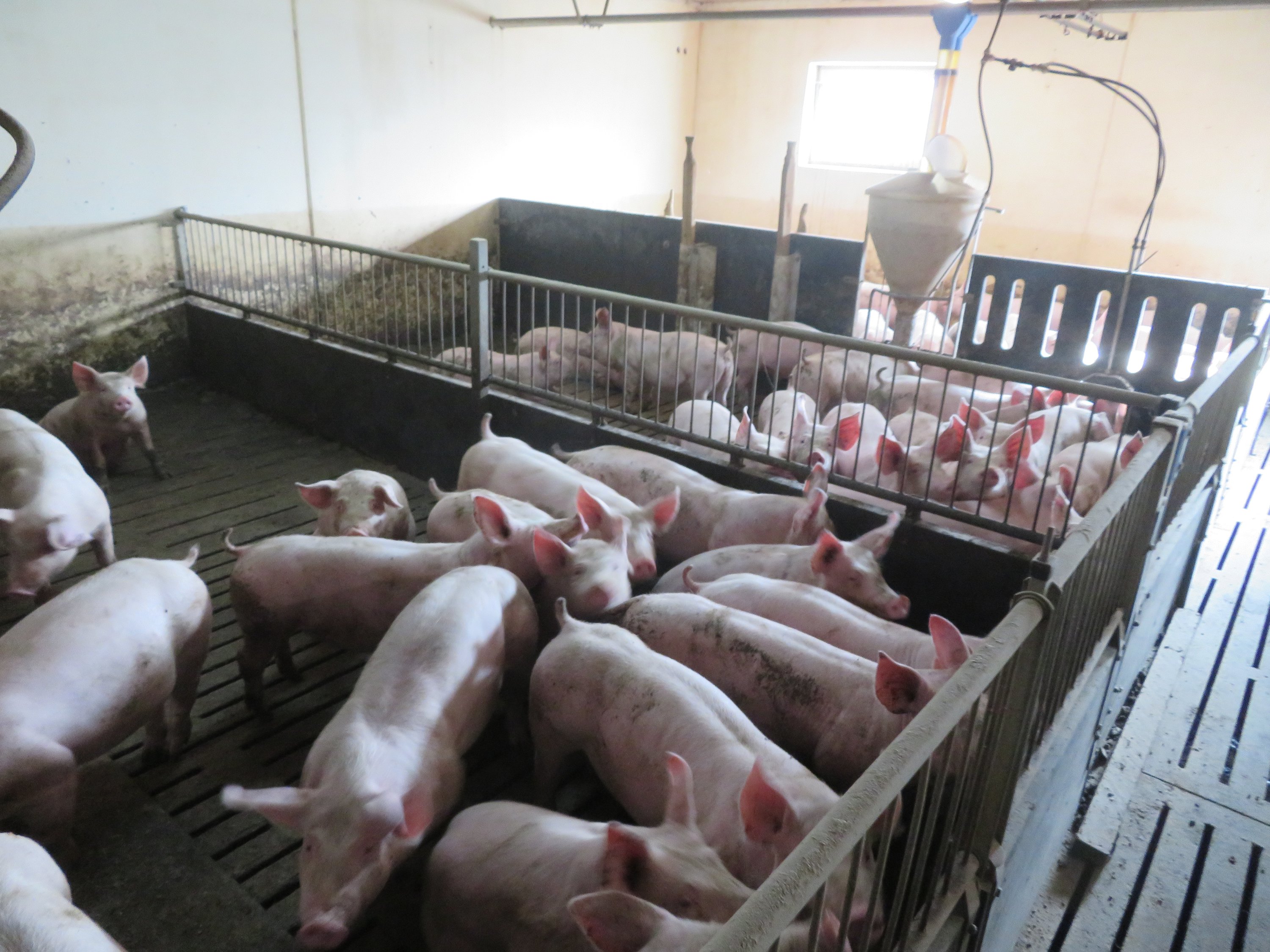 Fremhævet  billede i fuldskærmstilstand. Billede af Vinderslevholmvej 44, Vinderslev, 8620 Kjellerup