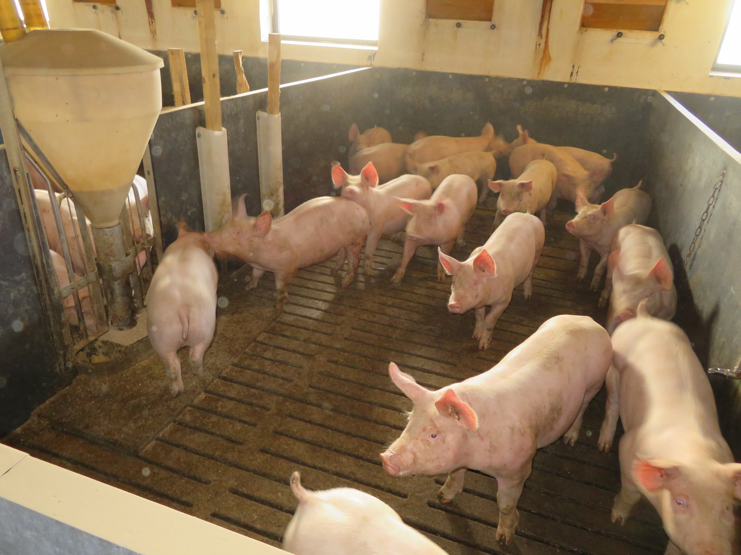 Fremhævet  billede i fuldskærmstilstand. Billede af Vinderslevholmvej 44, Vinderslev, 8620 Kjellerup