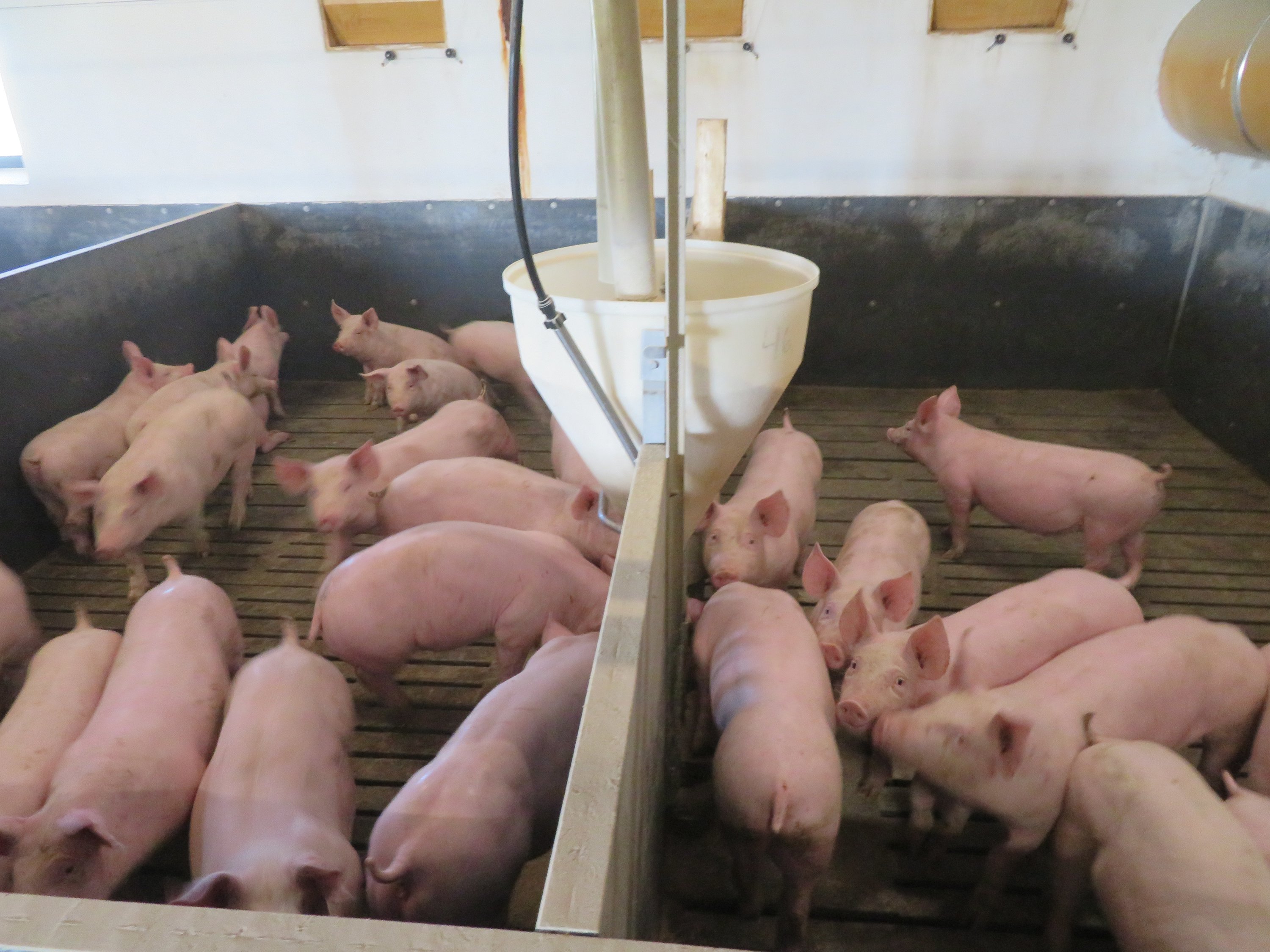 Fremhævet  billede i fuldskærmstilstand. Billede af Vinderslevholmvej 44, Vinderslev, 8620 Kjellerup