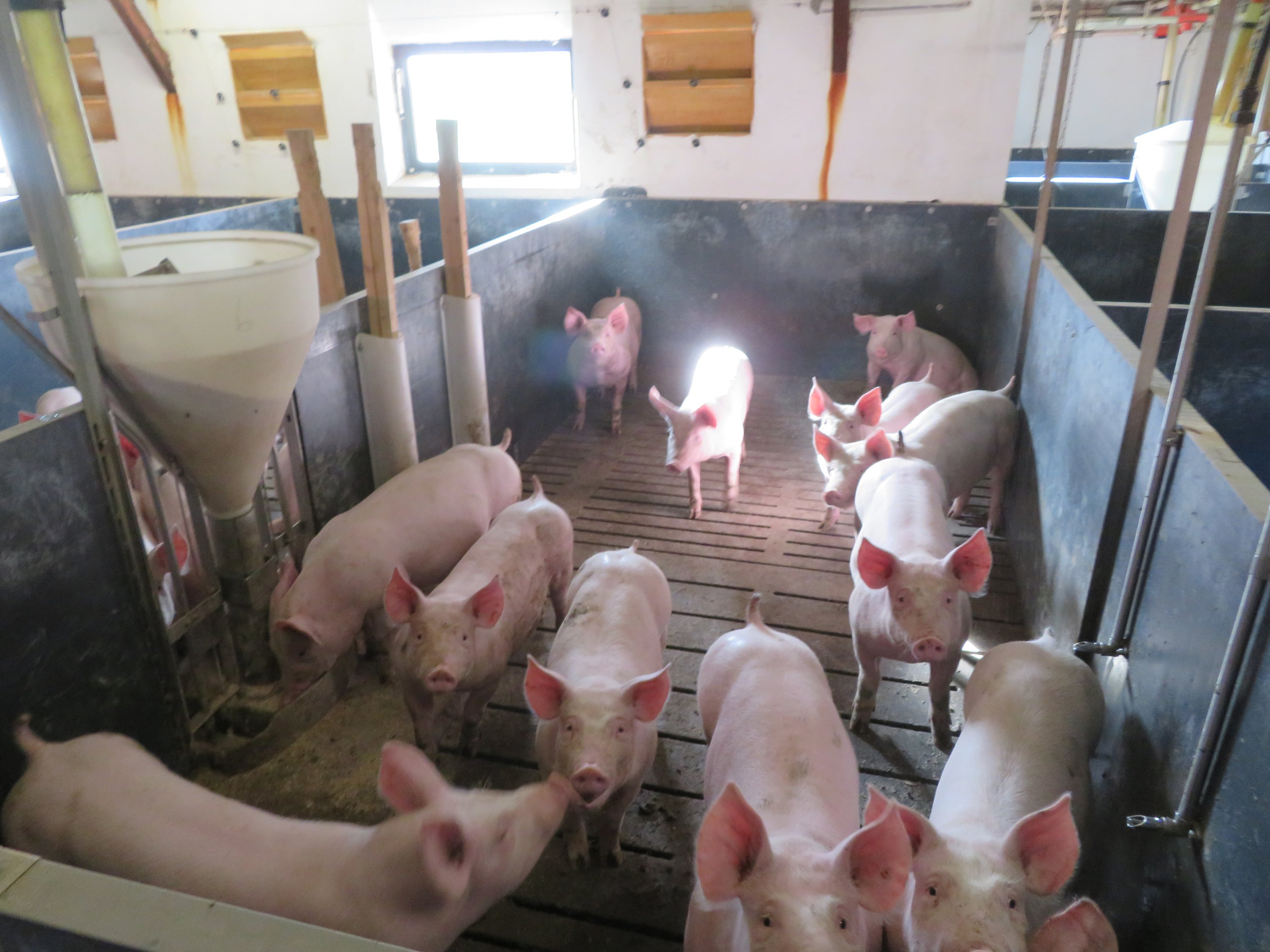 Fremhævet  billede i fuldskærmstilstand. Billede af Vinderslevholmvej 44, Vinderslev, 8620 Kjellerup