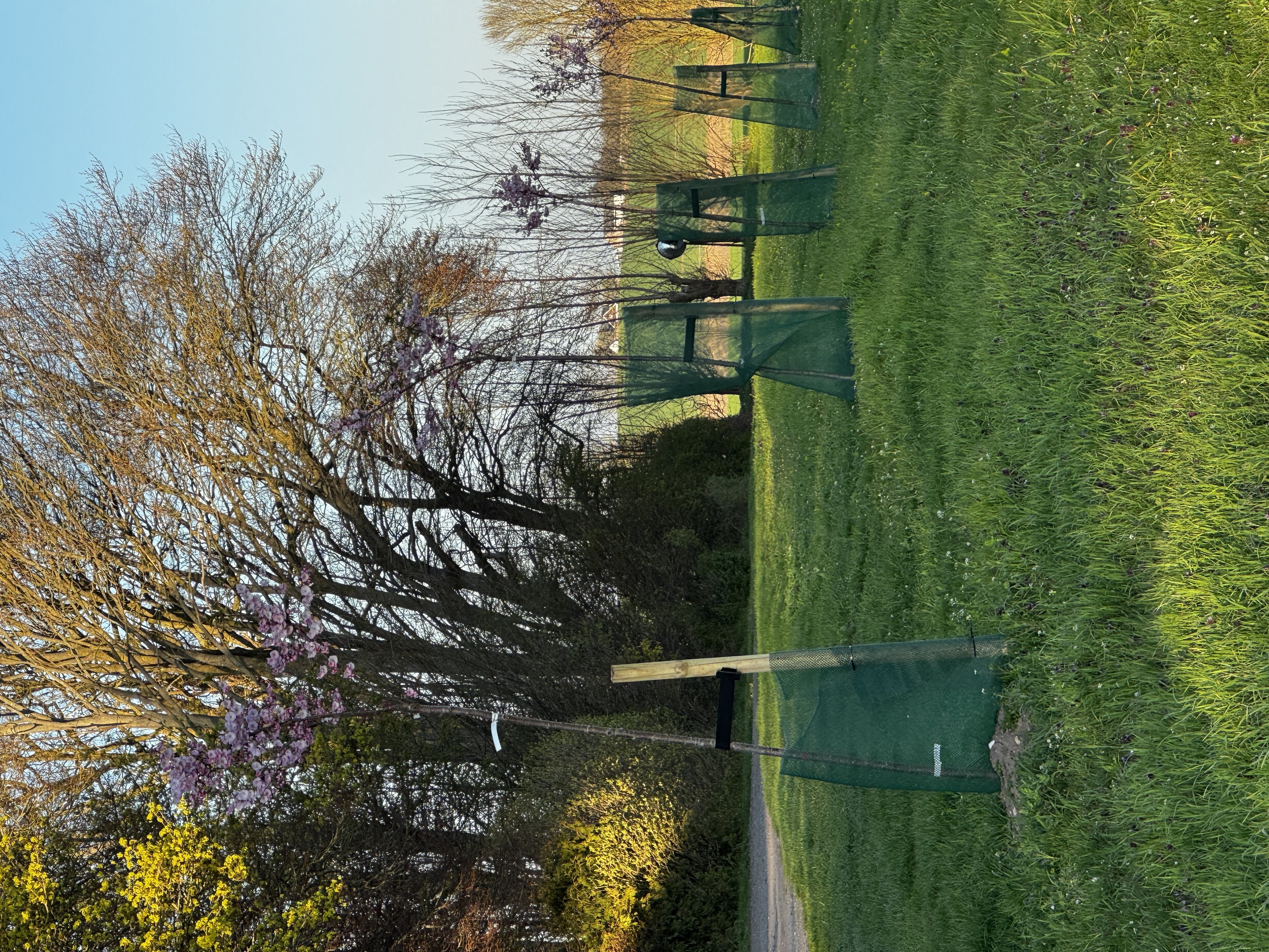 Fremhævet kirsebær allé billede i fuldskærmstilstand. Billede af Råsøvej 11, Tybjerg, 4160 Herlufmagle