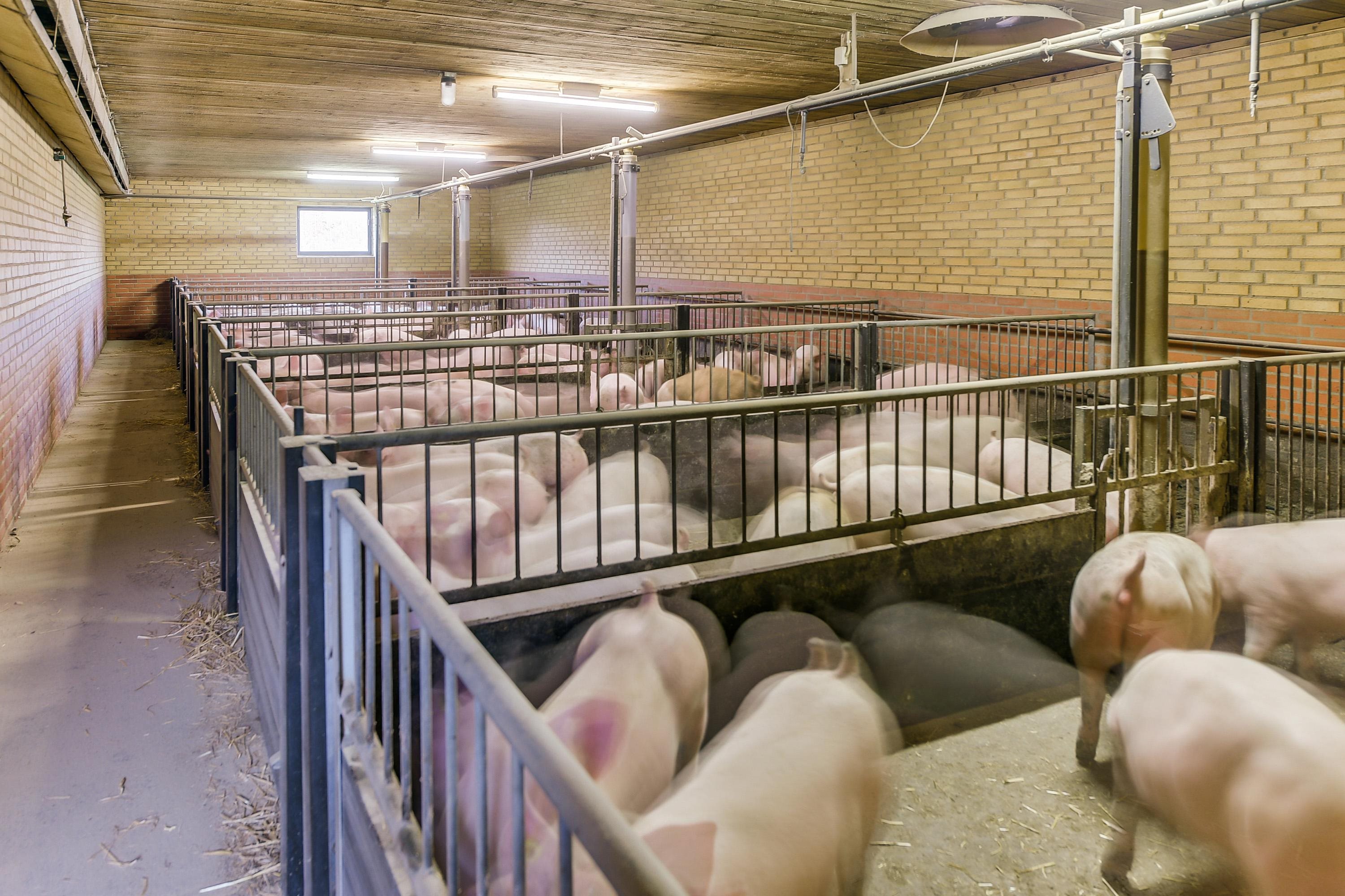 Fremhævet stald billede i fuldskærmstilstand. Billede af Ørbækvej 88, 5854 Gislev