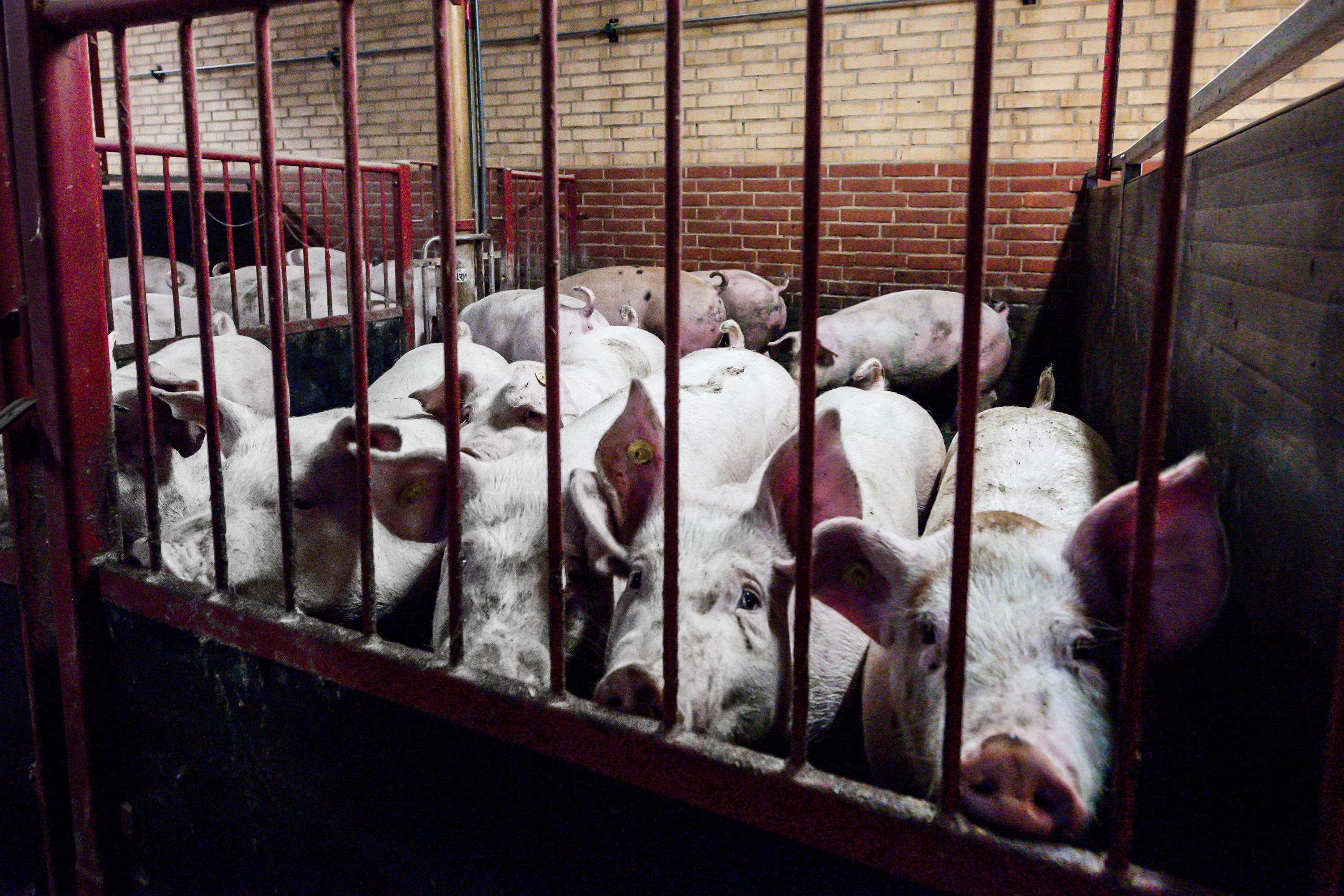 Fremhævet andet billede i fuldskærmstilstand. Billede af Ørbækvej 88, 5854 Gislev