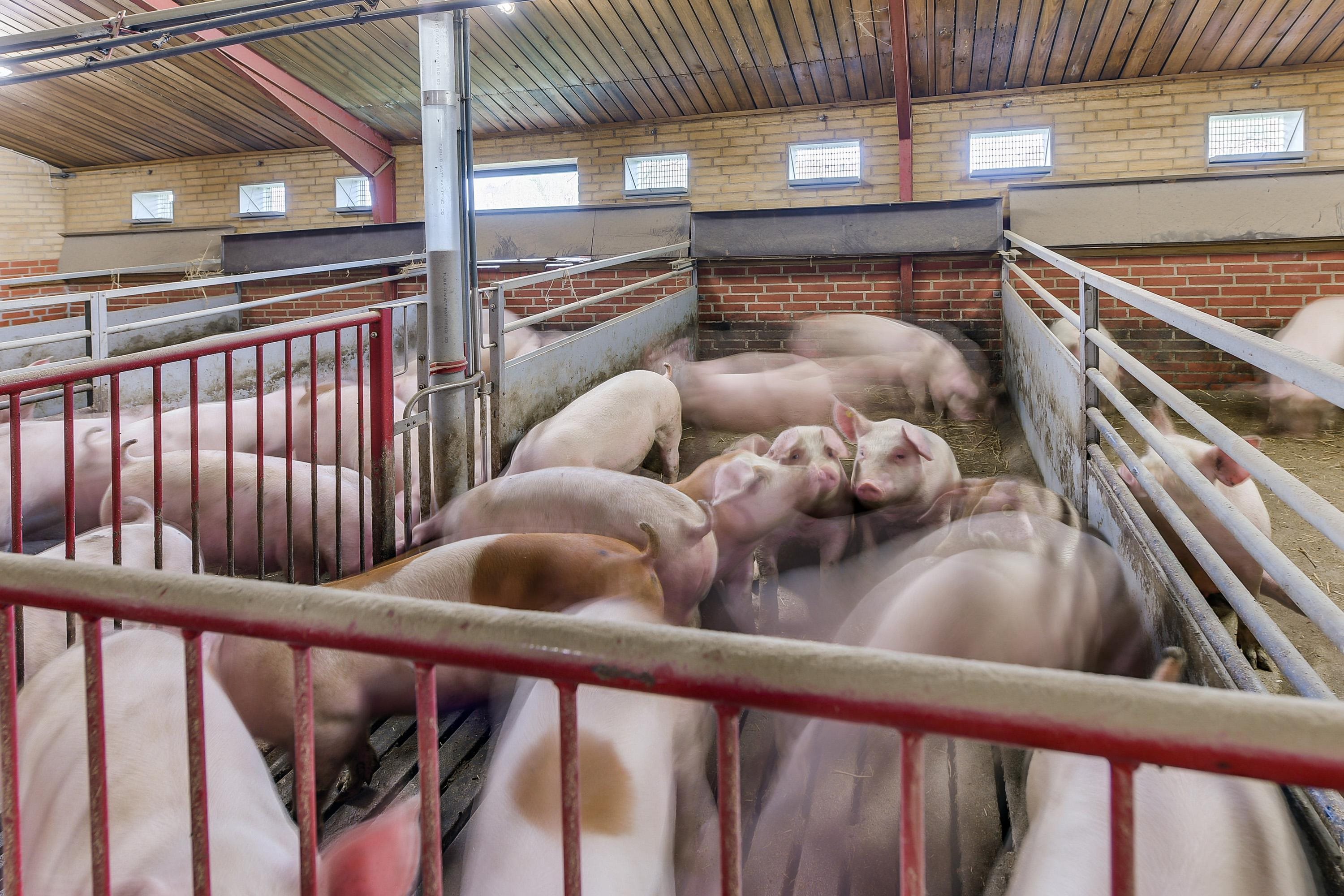 Fremhævet stald billede i fuldskærmstilstand. Billede af Ørbækvej 88, 5854 Gislev