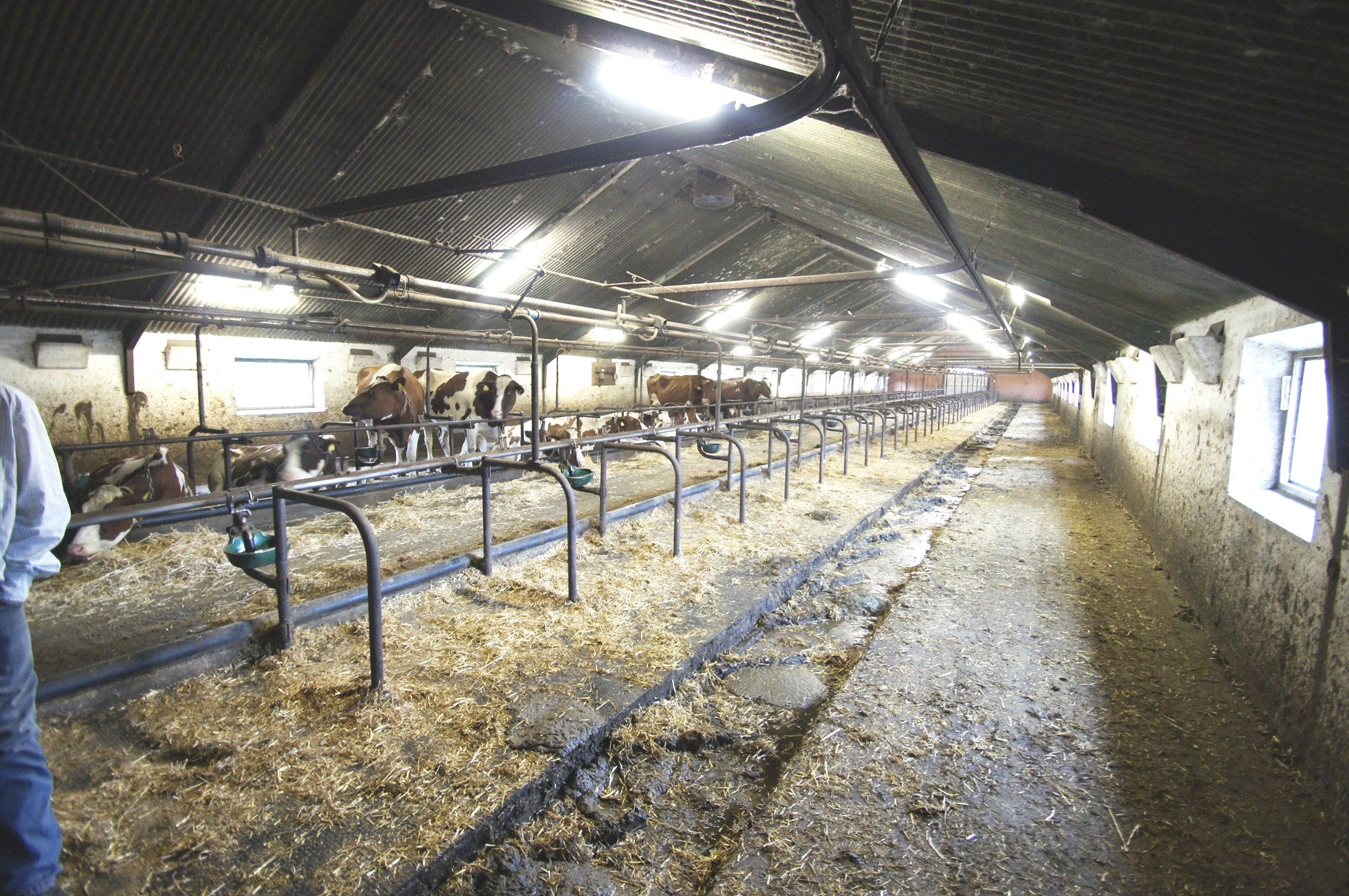 Fremhævet stald billede i fuldskærmstilstand. Billede af Oddevej 150, Klim Odde, 9690 Fjerritslev