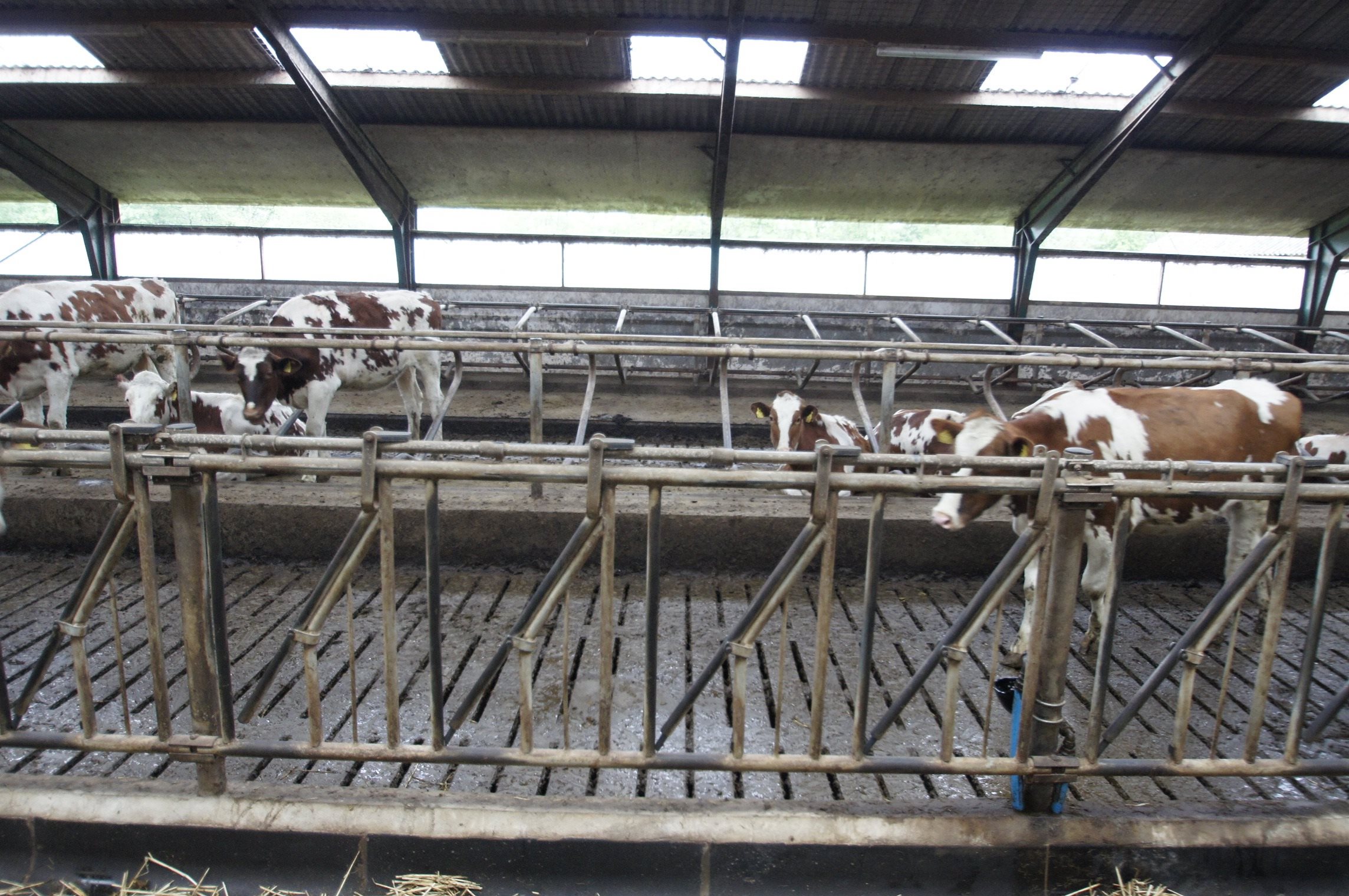 Fremhævet stald billede i fuldskærmstilstand. Billede af Oddevej 150, Klim Odde, 9690 Fjerritslev