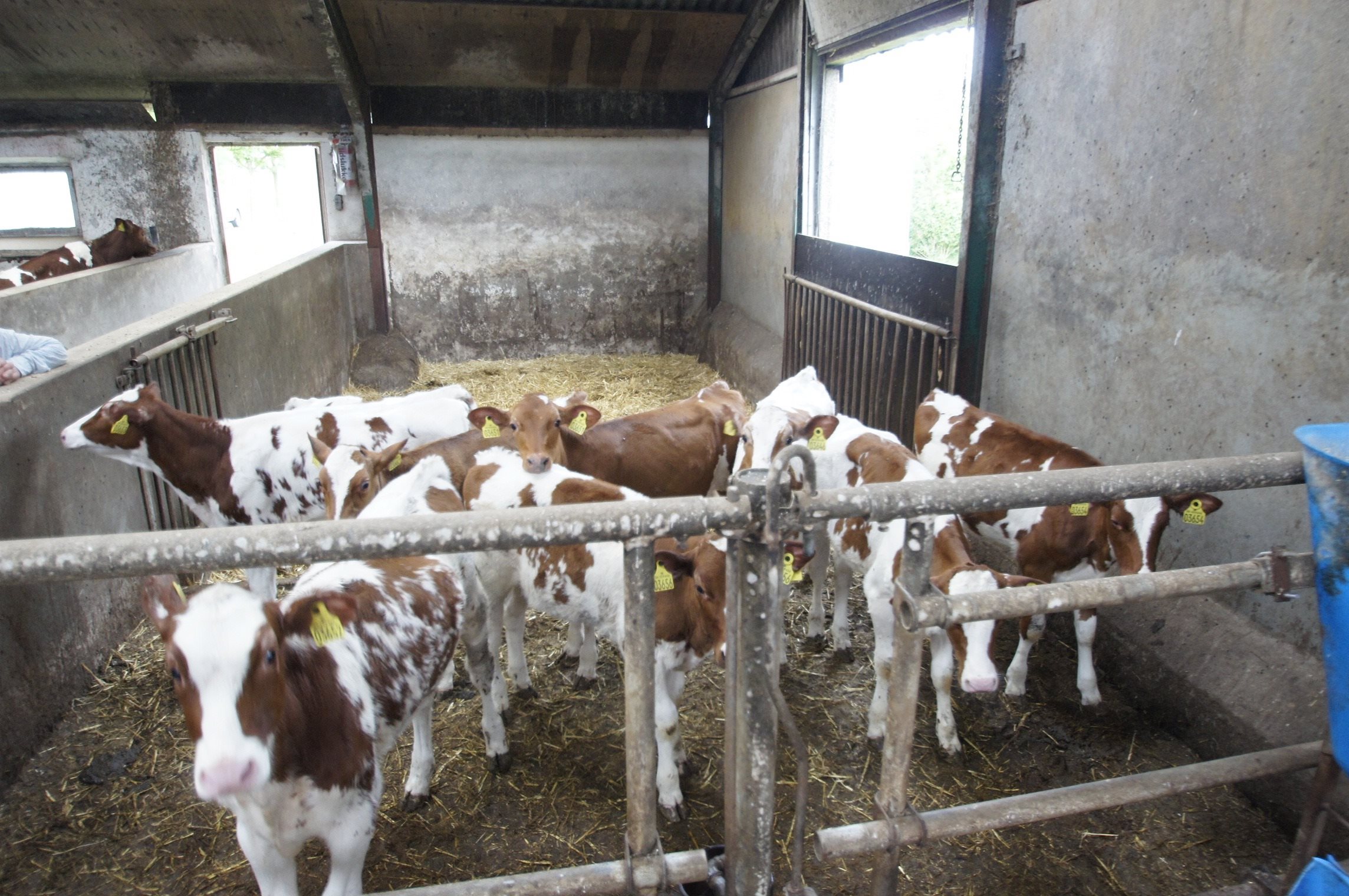 Fremhævet stald billede i fuldskærmstilstand. Billede af Oddevej 150, Klim Odde, 9690 Fjerritslev