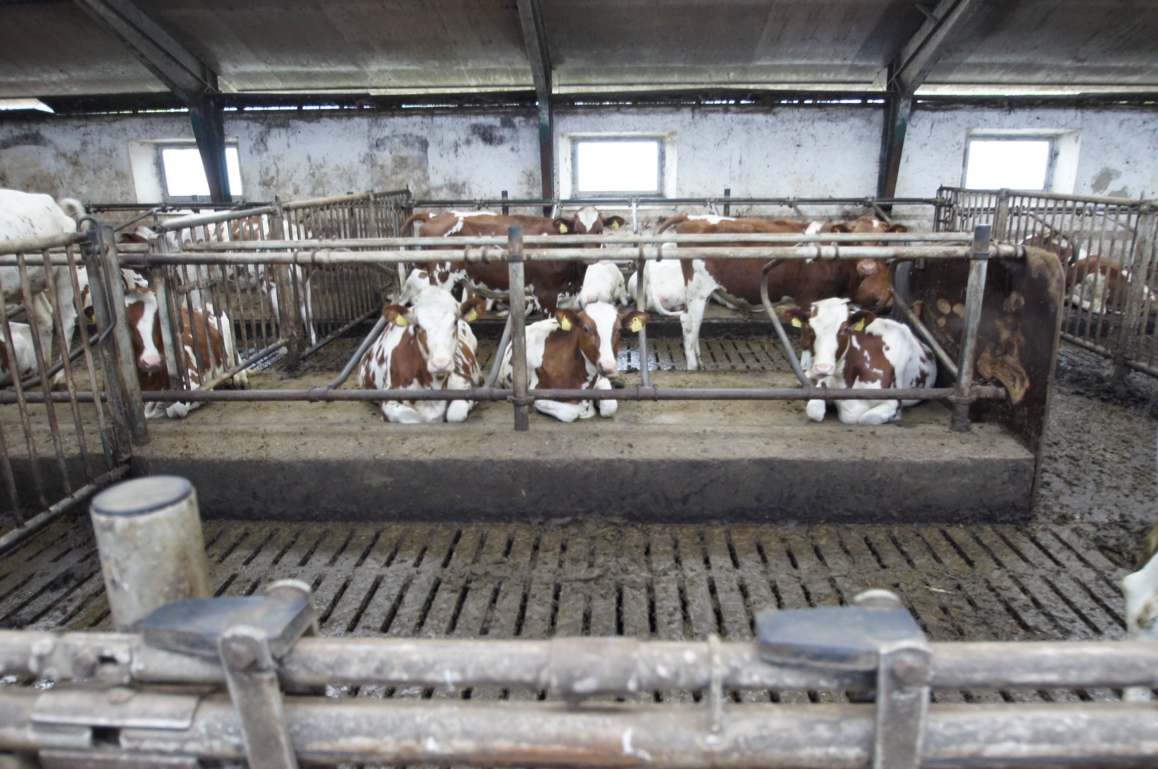 Fremhævet stald billede i fuldskærmstilstand. Billede af Oddevej 150, Klim Odde, 9690 Fjerritslev